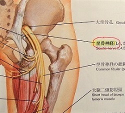 坐骨神経を示した解剖学書の画像