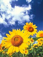 JCC池袋整体院で勤務していたときに先輩がくれたひまわりのポストカードの画像