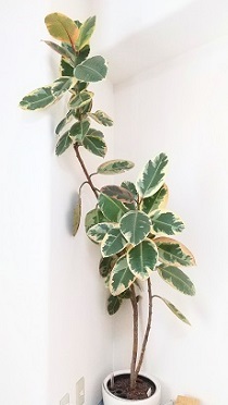 2017年6月のオープンから池袋整体ゆっくりの店内にある大きな観葉植物のゴムの木の画像