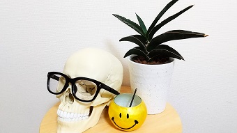 クラニオセイクラルセラピー研修のことを伝えるための頭蓋骨の骨格模型などの画像