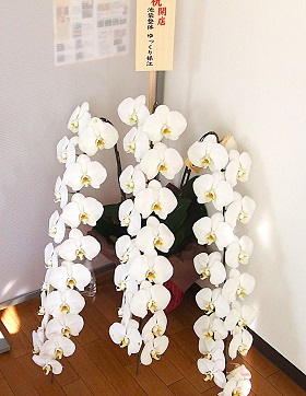 池袋整体ゆっくりの開業のときにお客さまから頂いた蘭の花の画像