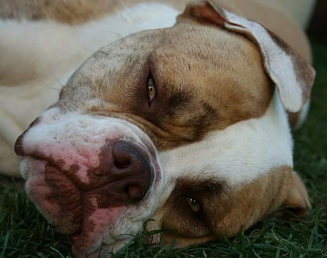 Hat Mein Hund Schmerzen? Tierphysio Landshut
