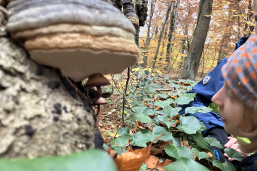 Pilze suchen im Lohner Wald