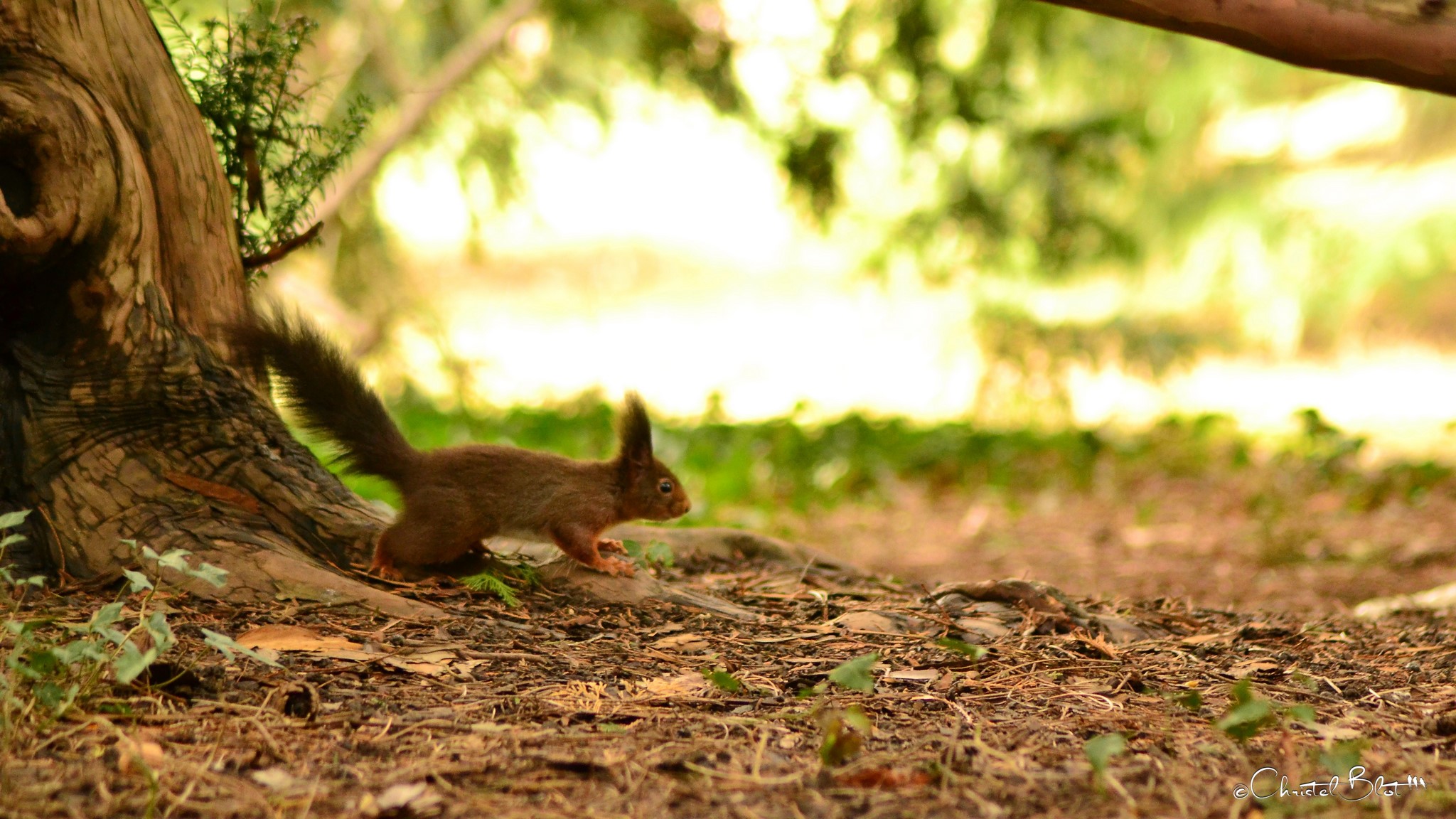 Écureuil roux - Sciurus vulgaris