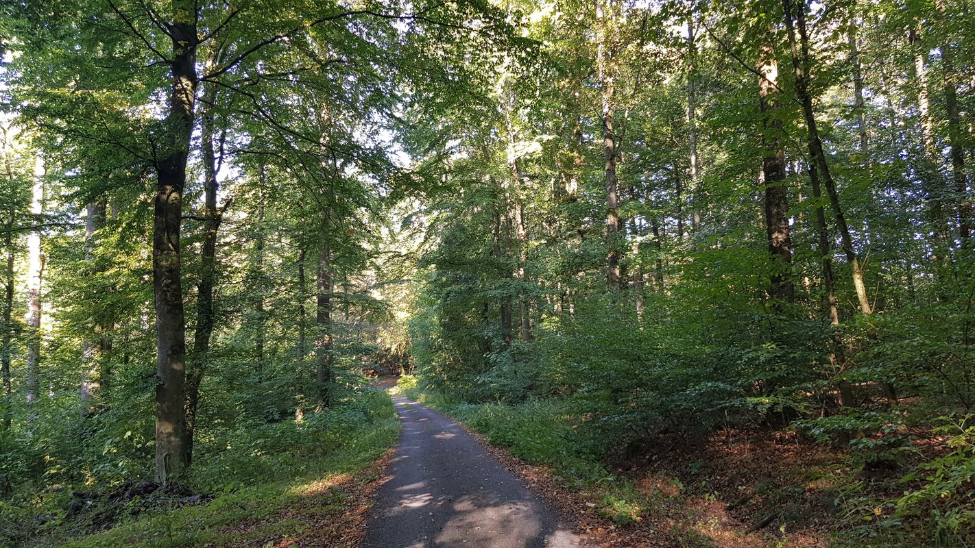 Singlewandern rheinland-pfalz