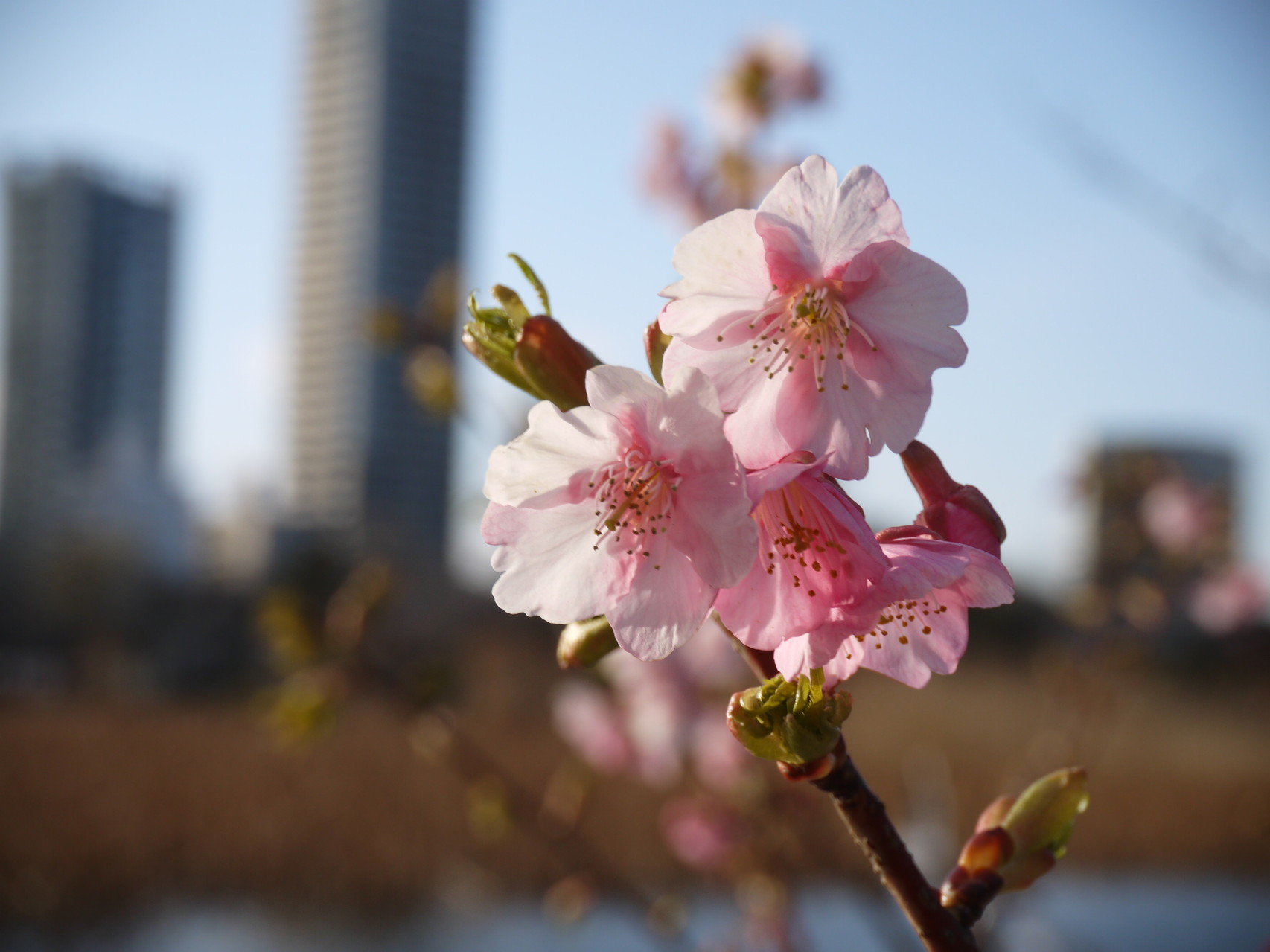fleur de Sakura
