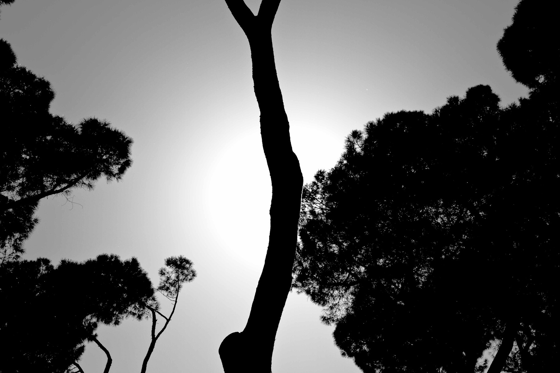 Black&Light - Rome, Italy - All rights reserved -