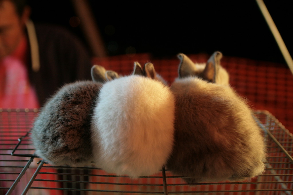 Rabbits - All rights reserved