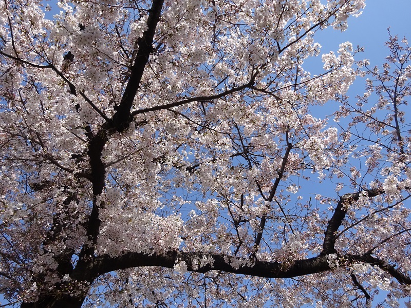 桜満開