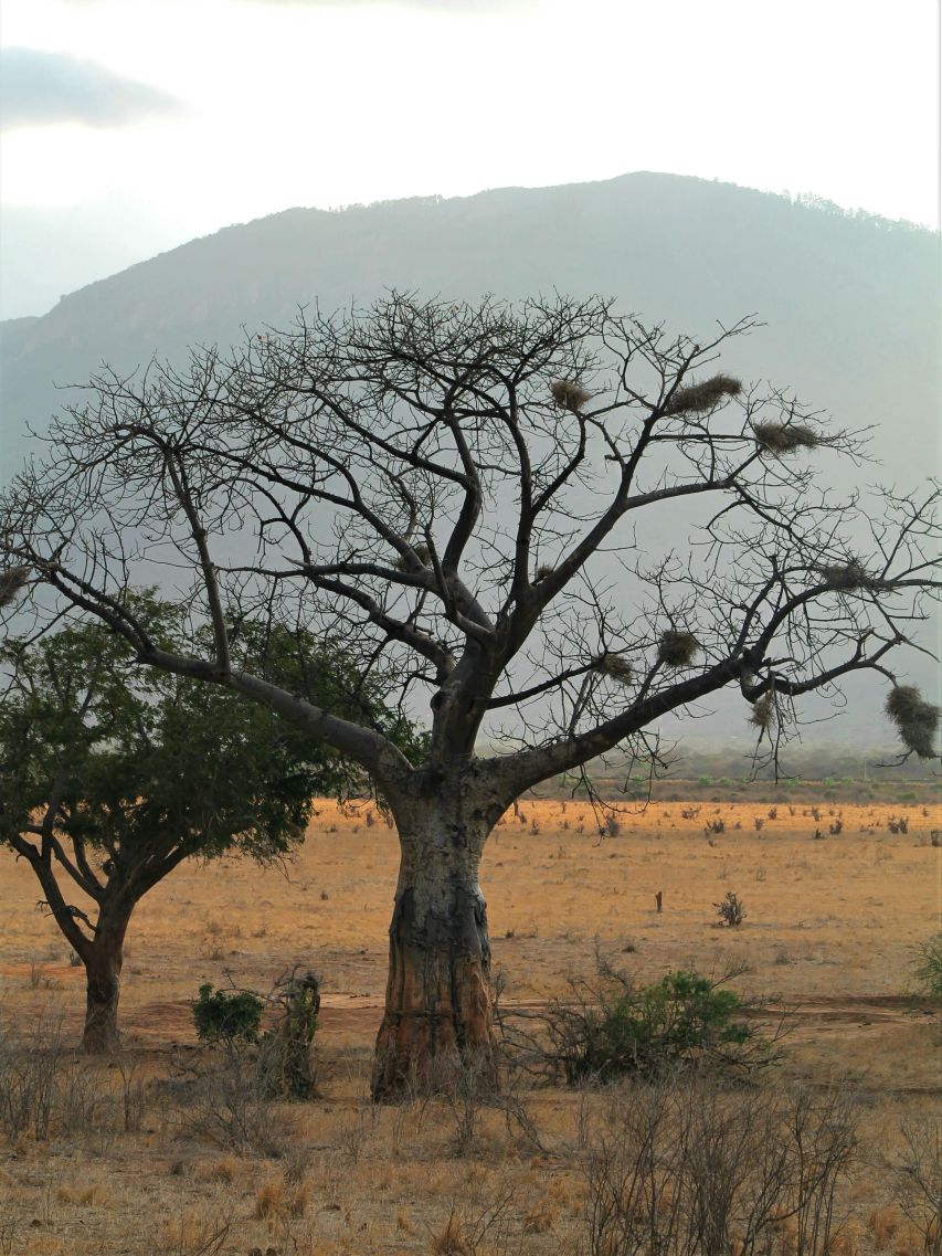 Baobab (Affenbrotbaum) im Tsavo East Nationalpark
