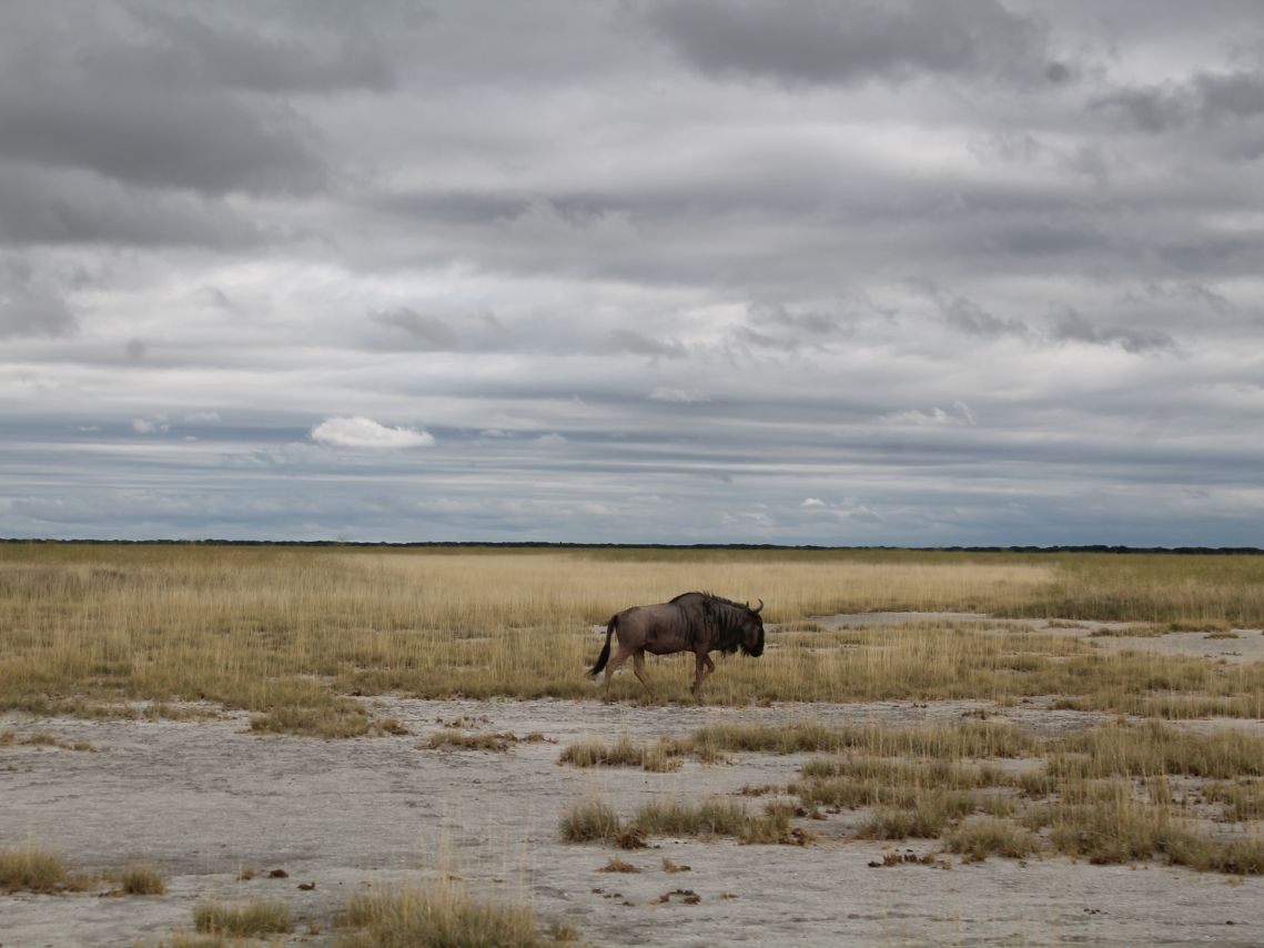 Nata in Botswana: Ausflug in die Makgadikgadi-Salzpfannen