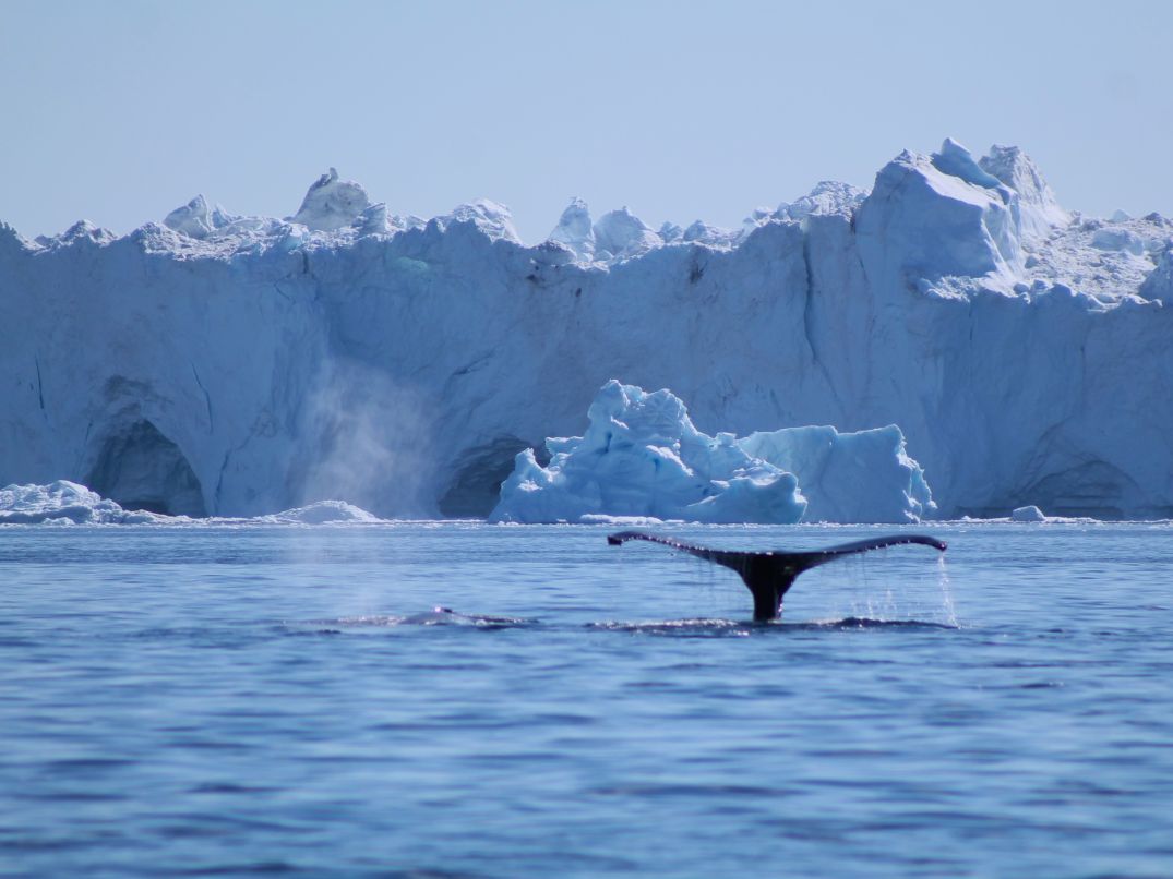 Wale in Grönland: Whale Watching in der Diskobucht