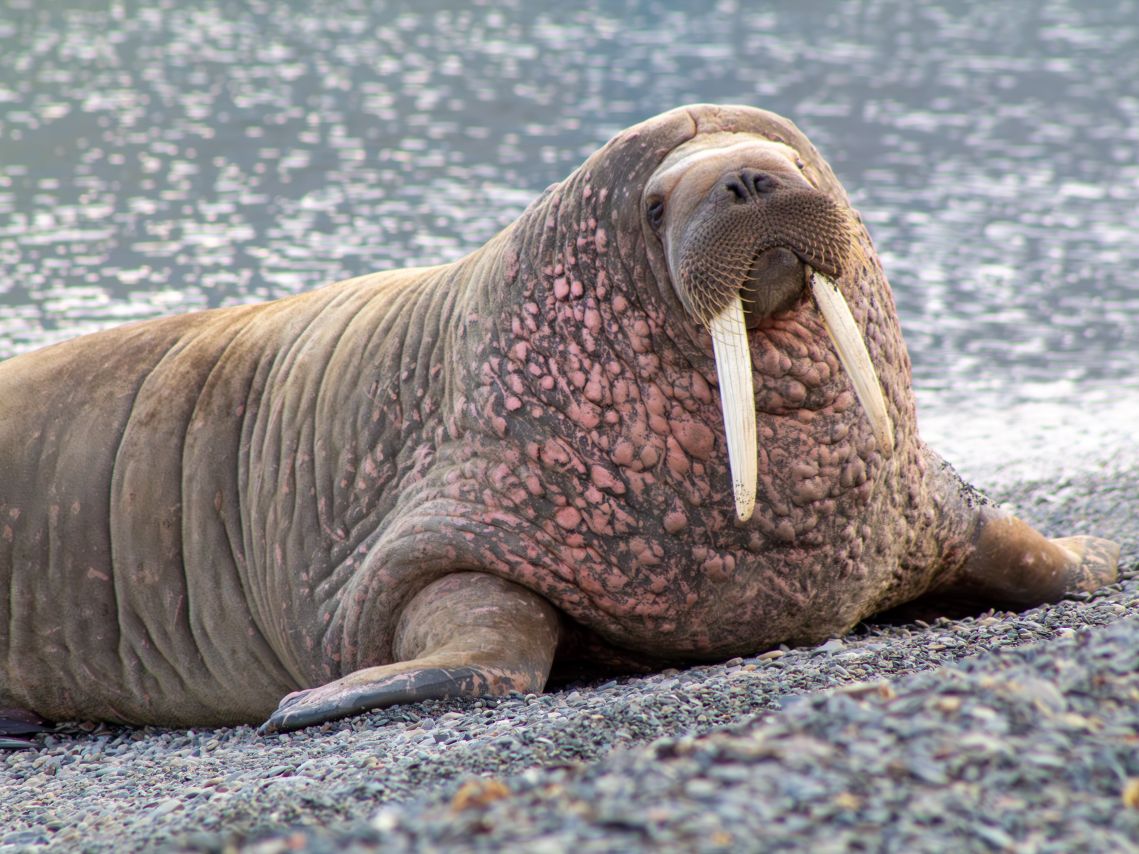 Wildlife auf Spitzbergen: Diese Tiere leben in der Arktis
