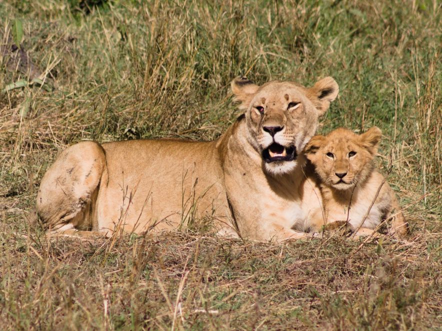 Safari in Kenia: Welcher Nationalpark passt zur ersten Reise?