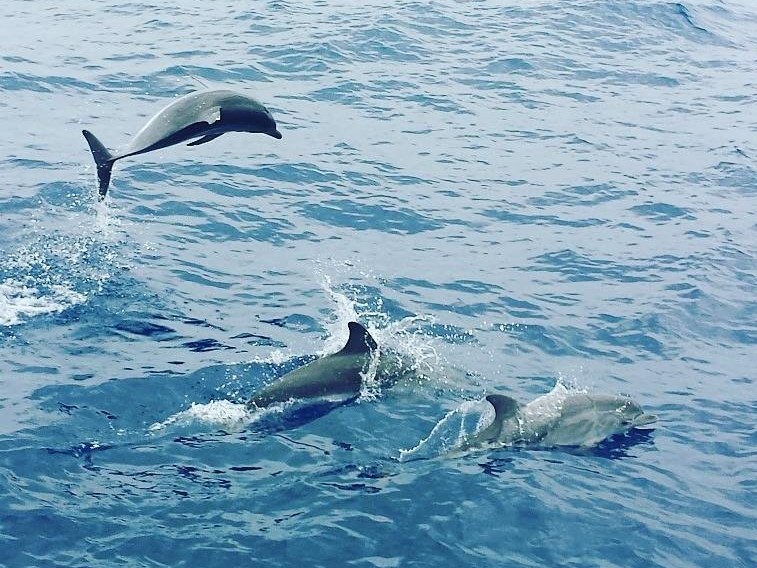 Delfin-Safari auf La Palma