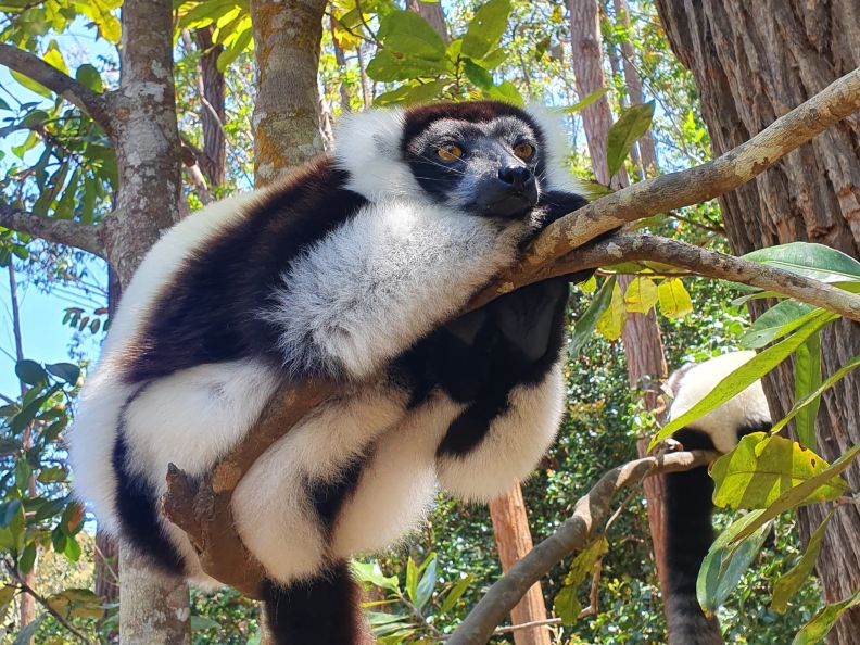 Andasibe-Mantadia-Nationalpark: Lemuren in Madagaskar