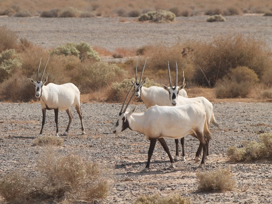 Safari in Jordanien: Oryx im Shaumari Wildlife Reserve