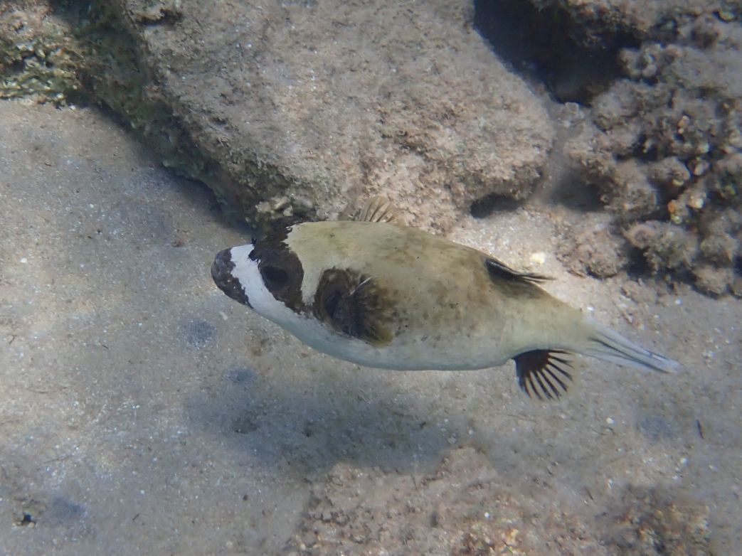 Schnorcheln am Hausriff: Maskenkugelfisch