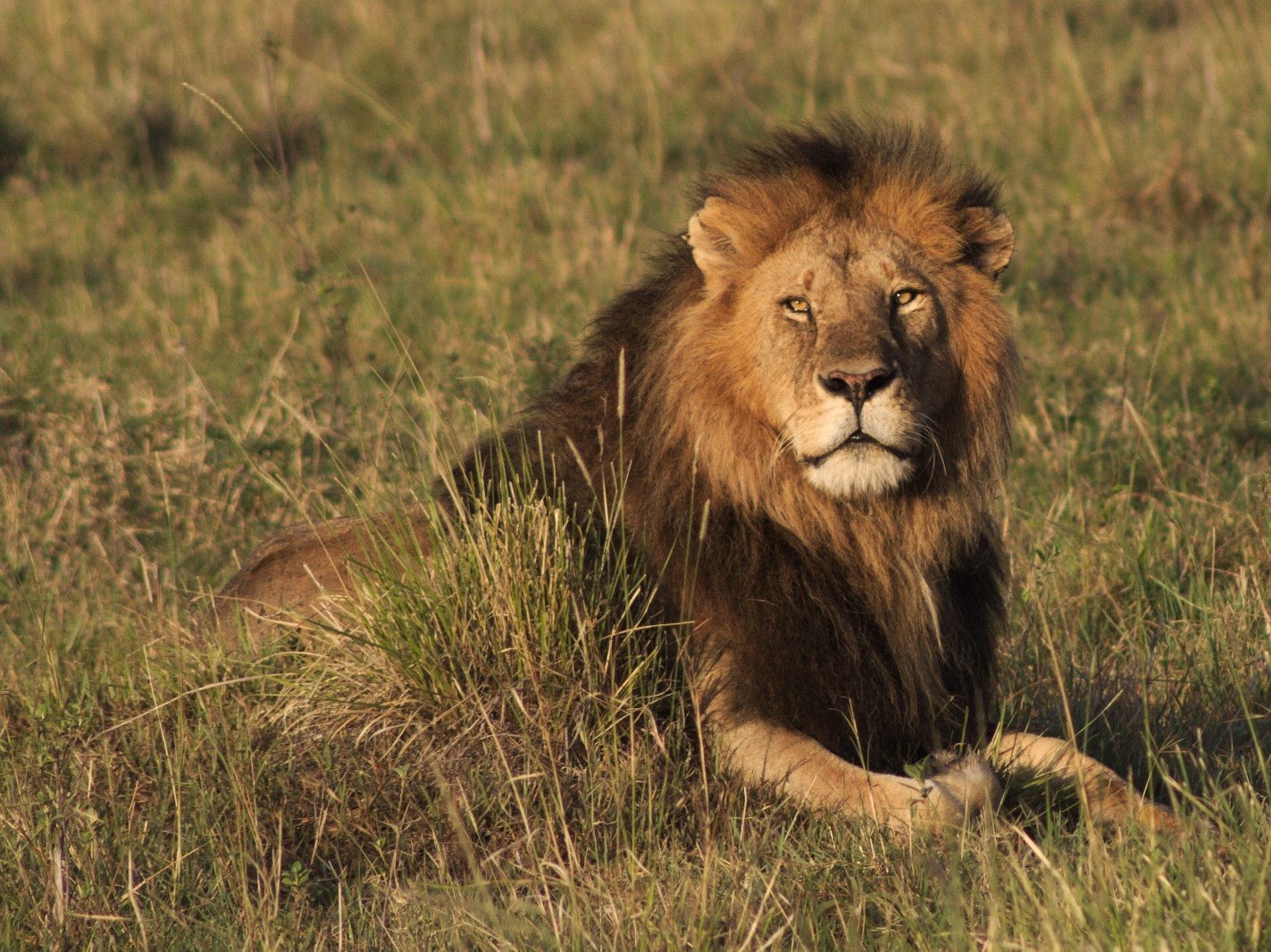 Safari in Afrika: Tipps für deine erste Reise