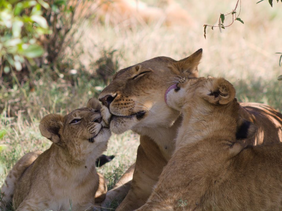 Safari in Afrika: Das sind Big Five, Small Five, Ugly Five & Co