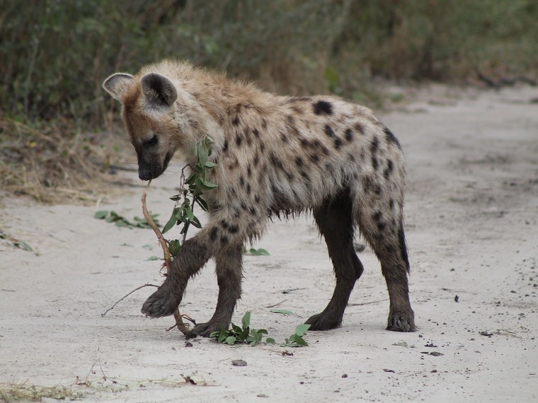 Safari in Botswana: Moremi Game Reserve im Okavangodelta