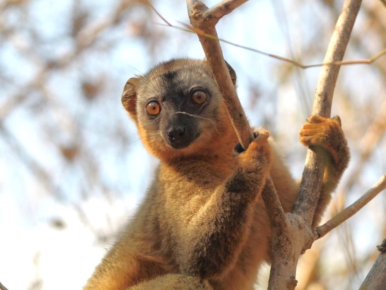 Lemuren und Fossas im Kirindy Forest in Madagaskar