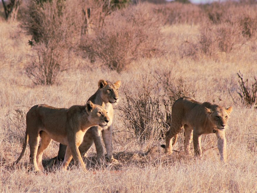 Jagende Löwen im Tsavo East Nationalpark