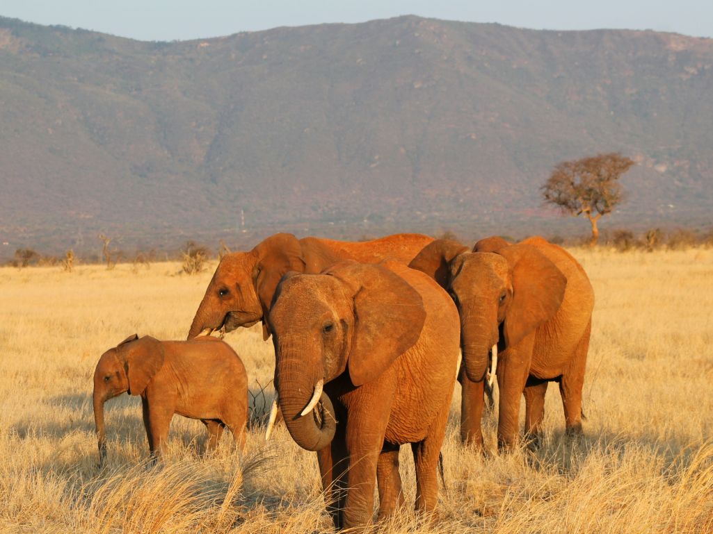 Safari in Kenia: Elefantenherde im Tsavo East Nationalpark