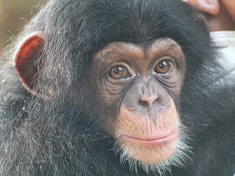 Schimpansen in Sierra Leone: Tacugama Sanctuary