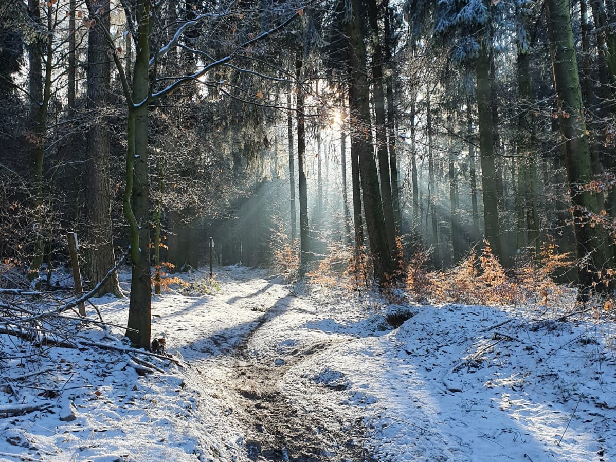 Lockdown-Flucht: Winterwandern im Deister bei Hannover