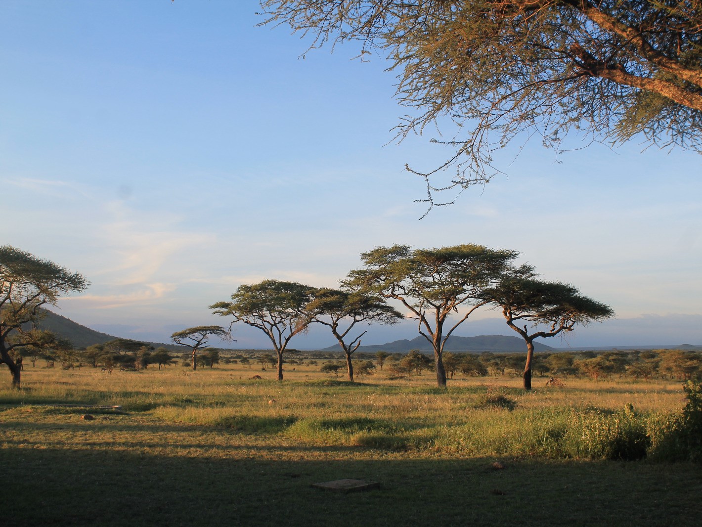 Safari in Tansania: Serengeti darf nicht sterben