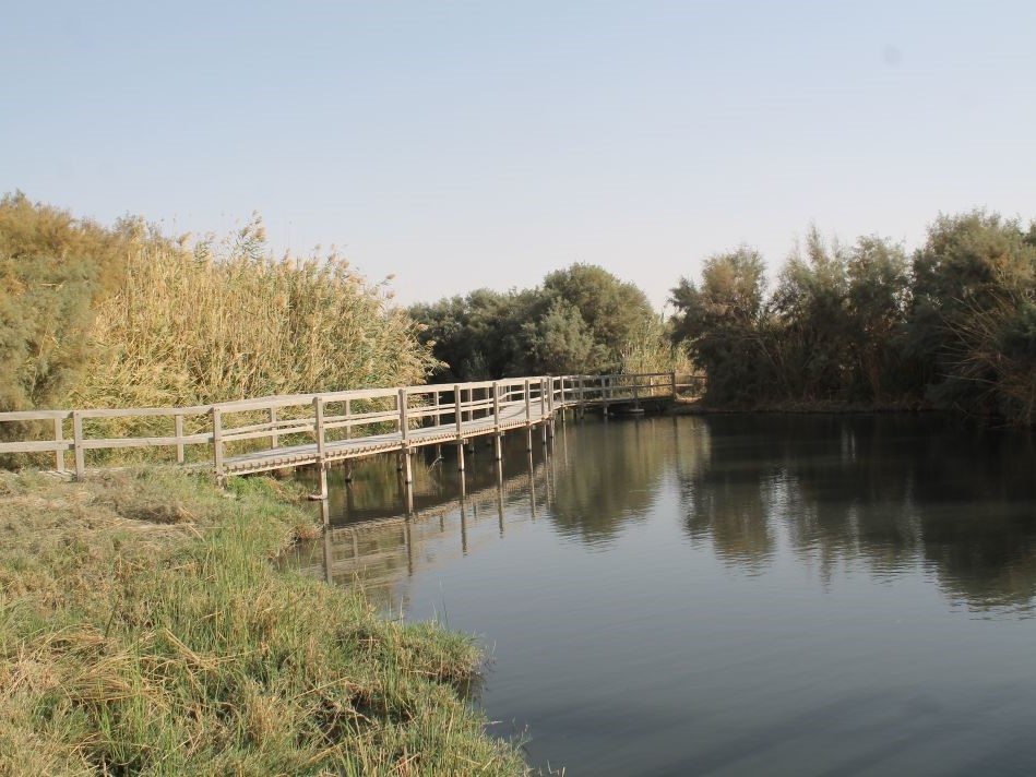 Oase in Jordaniens Wüste: Azraq Wetland Reserve