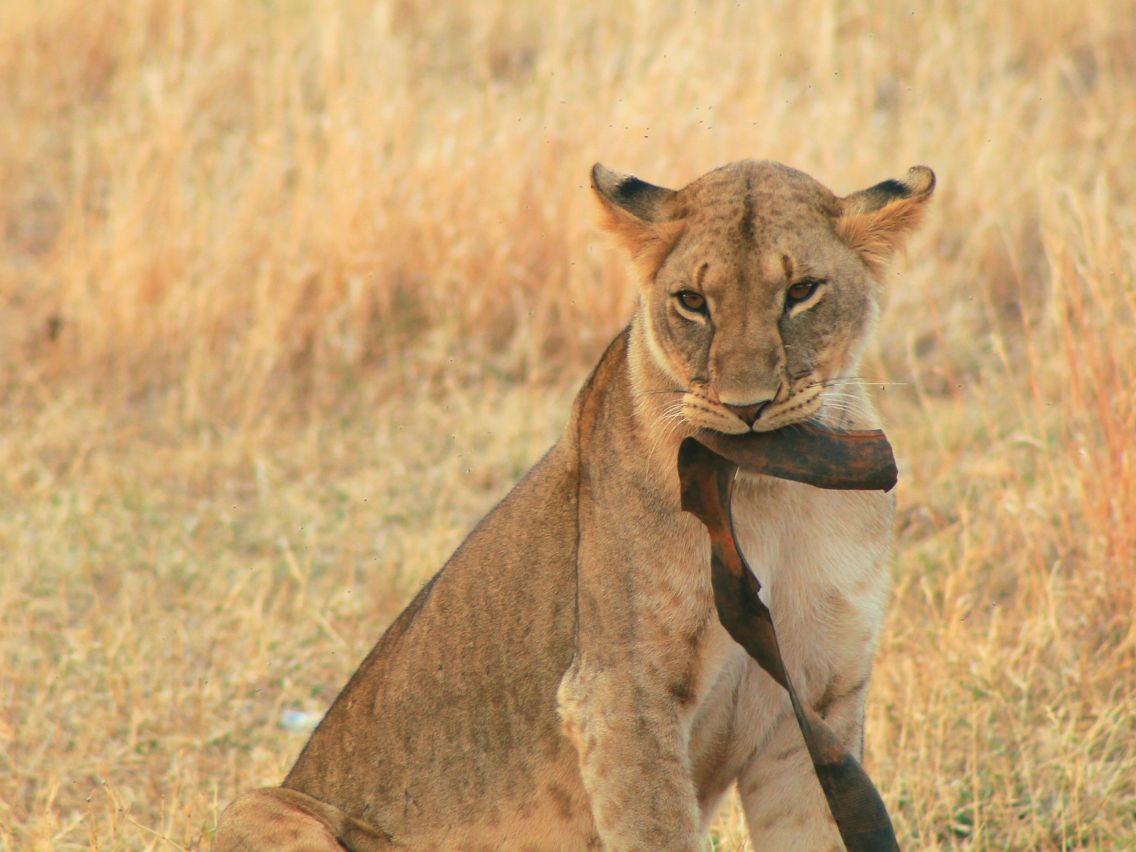 Spielende Löwin im Tsavo East Nationalpark