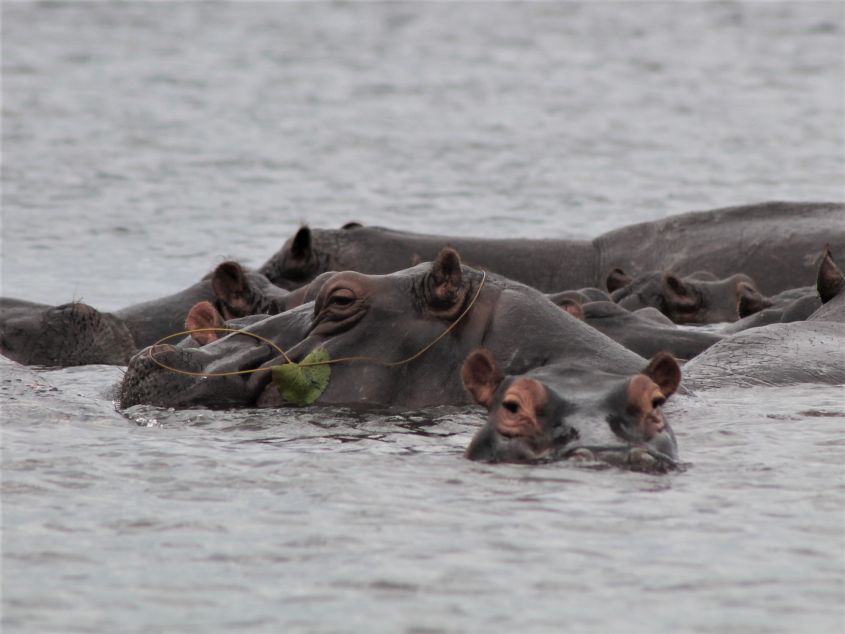 Safari per Boot im Chobe Nationalpark in Botswana