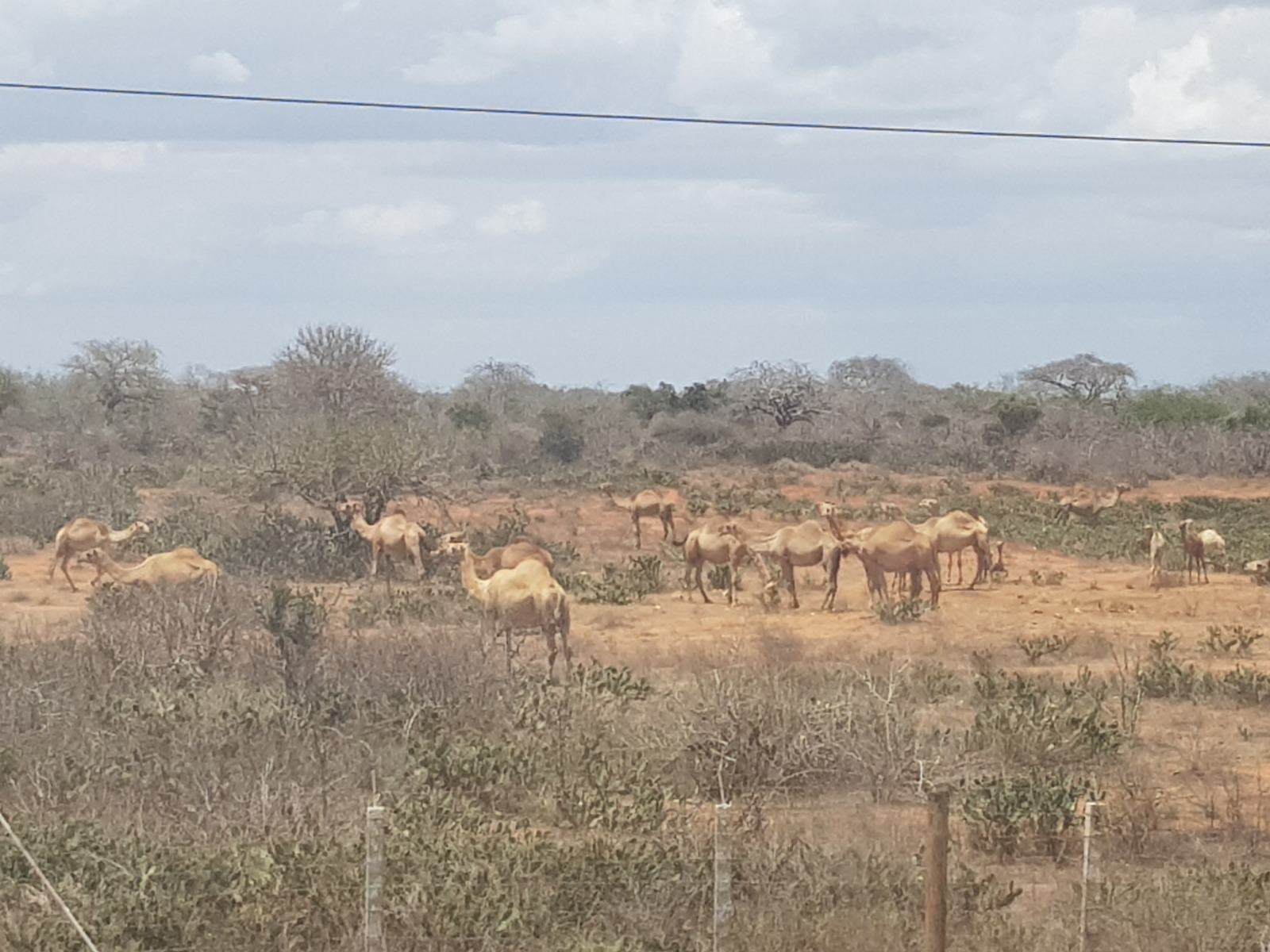 Mit dem Zug von Nairobi und Mombasa in Kenia: Aussicht auf Elefanten