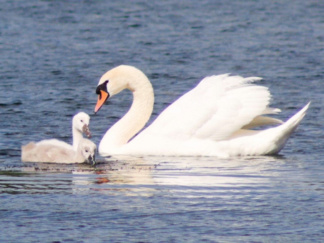 Foto-Safari in Hannover: Schwan am Maschsee