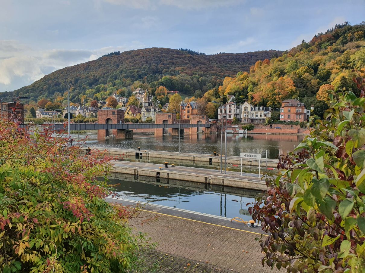 Herbst am Neckar in Heidelberg 