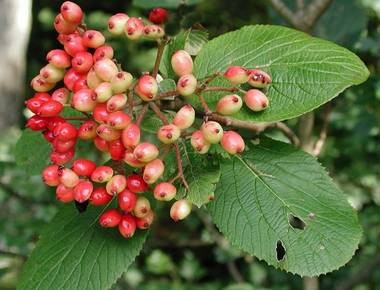 Fruits de la viorne mancienne ou Viorne lantane (Viburnum lantana) Crédits photo The Country Store Plants