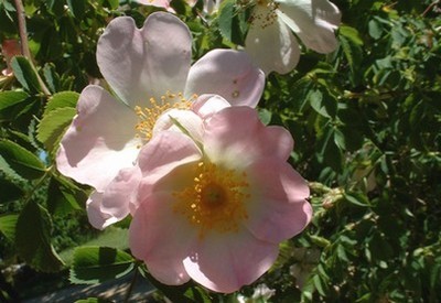 Eglantier (Rosa canina) - fleurs appelées "églantine" photo©A-M Uyttenbroeck