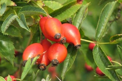 photo "ASSOCIATION SAVOUREUSES PLANTES SAUVAGES"