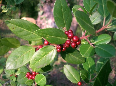 (rhamnus alaternus)