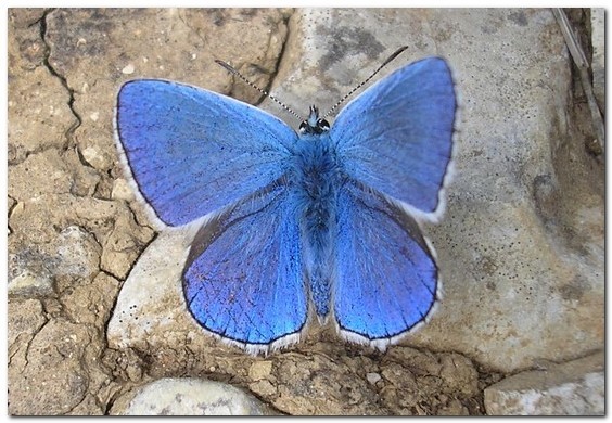 argus commun mâle [polyomatus icarus] photo©A-M Uyttenbroeck