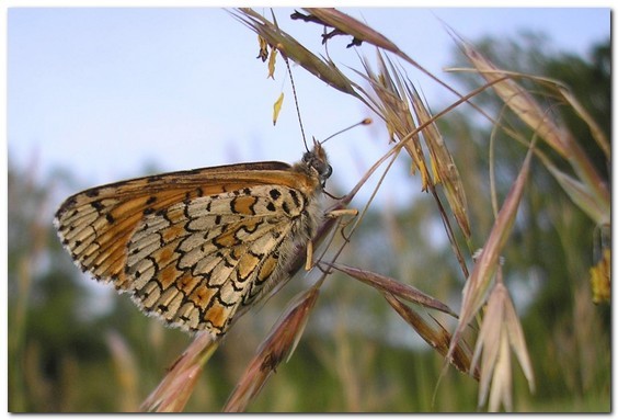 Mélitée du plantain [Melitaea cinxia] - photo©A-M Uyttenbroeck