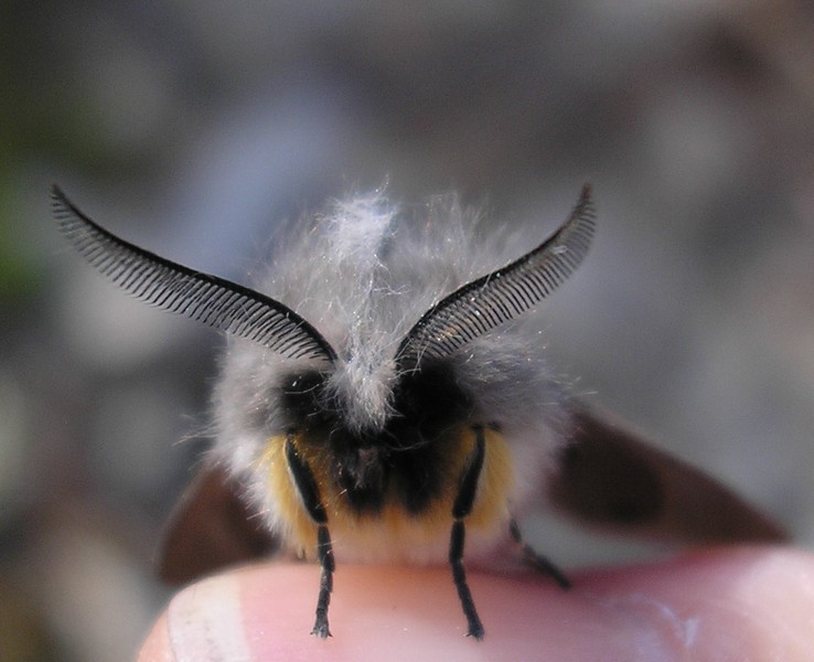 ’Écaille cramoisie  (Phragmatobia fuliginosa) 
