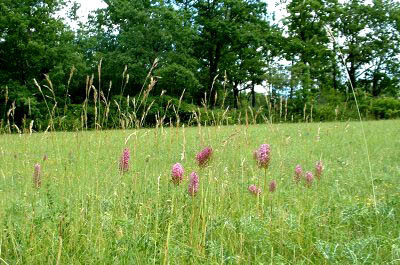 pelouse sèche et orchidées sauvages (orchis pyramidal)
