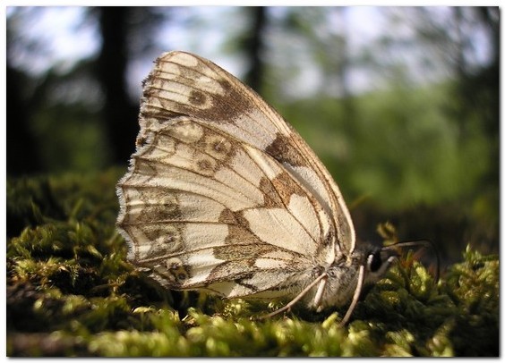 Le Demi-Deuil - femelle [melanargia galathea] - photo©A-M Uyttenbroeck