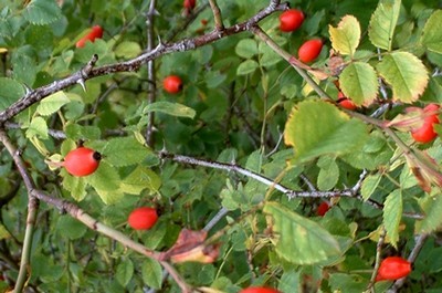 Eglantier (Rosa canina) - frutis appelés  cynorhodons ou familèrement "gratte-culs" - photo©A-M Uyttenbroeck