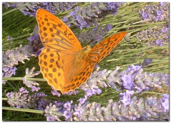 tabac d'espagne [Argynnis paphia] photo©A-M Uyttenbroeck
