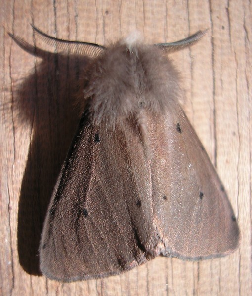 ’Écaille cramoisie (Phragmatobia fuliginosa) 