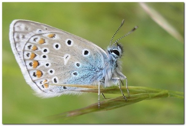 argus commun [polyomatus icarus] photo©A-M Uyttenbroeck